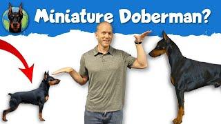 Miniature Pinscher vs. Doberman Pinscher: When It’s Time to Go Small