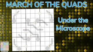 March of the Quads: Under the Microscope