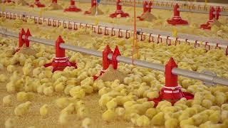 How can feeding equipment support broilers?