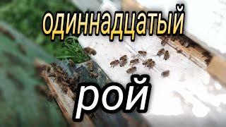 Роеловство . 11 рой за сезон