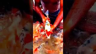 রঙিন মাছের ভিডিও  #fish #aquarium #shortvideo #shorts #short