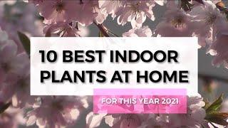 10 Best Indoor Plants At Home | 2021 Specials | Open Book