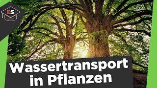 Wassertransport in Pflanzen - Wie trinken Pflanzen? - Wassertransport in Pflanzen einfach erklärt!