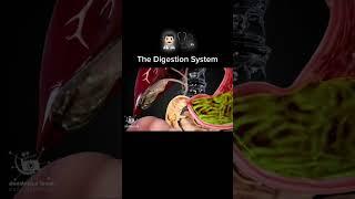 Hazm sistemasi 3 #ischanov #tibbiyot #shortsvideo #tiktok #doktor #shortvideo #anatomiya #hazm