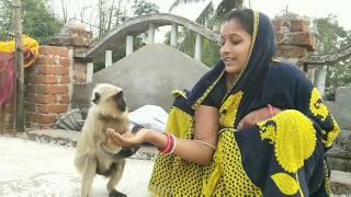 Groundnuts is one of the favorite foods,come to feed Langoors/सींग दाना लंगुरो के पसंदीदा खाना है