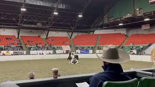 Judging Freestyle at International Liberty Horse Association (ILHA).