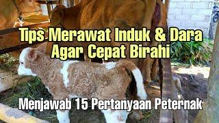 Tips Merawat Sapi Agar Cepat Birahi