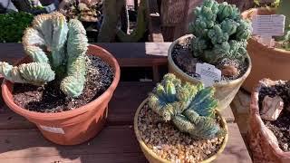 Crested cacti variety @California Cactus Center