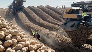 Modern Peanut Farming & Harvesting Technology - Million Dollar Groundnut  Agriculture Cultivation