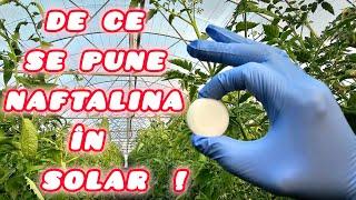 De ce se pune naftalina în solar și gradina !