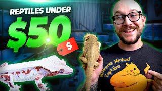 The Best Pet Reptiles for Under $50