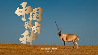 中国特有种| Endemic Species of China