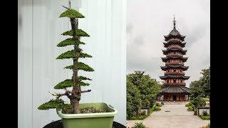 Pagoda Style Bonsai creation Part 2