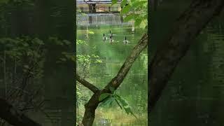 Geese Swimming