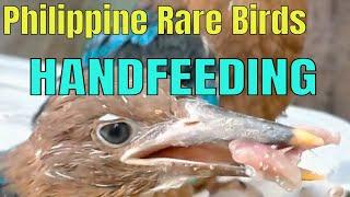 Handfeeding Rare Birds #babybird #meskipops #birds