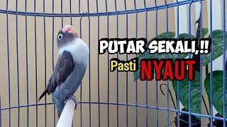 Suara Lovebird Ngekek Panjang ini Paling Cepat Bikin BUNYI, PUTAR SEKALI NYAUTNYA GAK CUKUP SEKALI