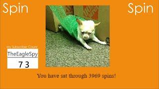 A dog spins