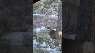 Pre Hunt B&C Buck