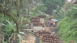 tak peduli kondisi darurat truk sawit nekat lewat samping