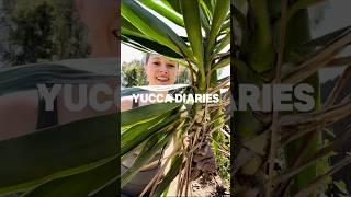 yucca diaries, part 3: the dumpster arrives #diyshorts #yucca #backyardlandscaping #diy #landscape