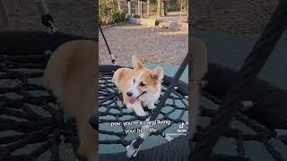 He loves the swing #corgis #pov #trending