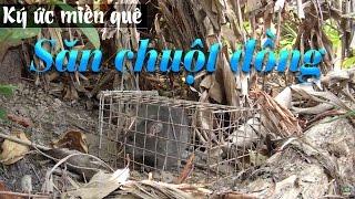 Ký ức miền quê | Săn chuột đồng | THKG