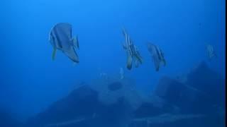 #170124 #Okinawa #Diving #a school of Longfin Batfish