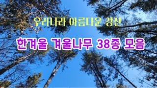 한국의 나무 - 1월 포천 국립수목원 겨울나무 38종을 구별하는 핵심 key