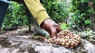 Agrotek | Proses Pembuatan Kopi Luwak Kopi Termahal Di Dunia