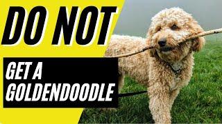 7 Reasons You SHOULD NOT Get a Goldendoodle