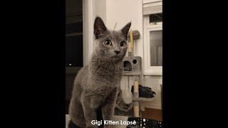 Russian blue kitten lapse - 1 year in 10 mins