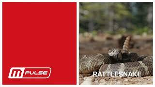 M-pulse and Rattlesnake Comparison