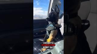 Belgian Malinois Training – From Puppy to Pro! 