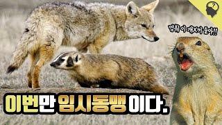 매 시즌마다 임시동맹을 맺는 코요테와 오소리의 공생 이야기