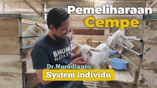 pemeliharaan Anak kambing cempe system' individu BHUMI NARARYA farm