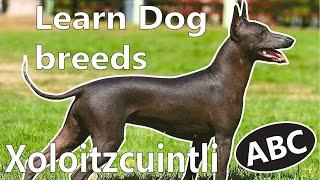 Alphabet Dog breeds/ ABC Dogs for Kids / Learn Dog breeds / Most famous Dogs breeds from A - Z