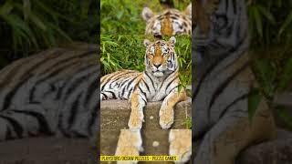 Tiger  Jigsaw Puzzle Timelapse  - Jigsaw Puzzles - Puzzle Games