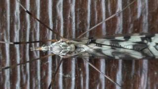 Tipula Crane Fly (Tipulidae: Tipula trivattata) Close-up