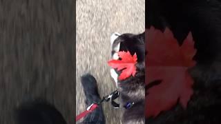 Walk with Freyja the Husky