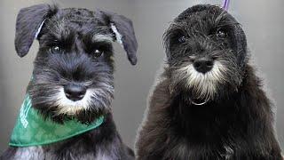 Adorable Little Puppy First Haircut  | Miniature Schnauzer