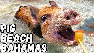 Pig Beach Bahamas | Carnival Cruise Excursion Swimming with Pigs