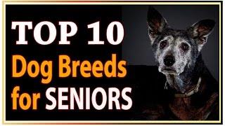 Top 10 Best Dog Breeds for Seniors and Retirees !! dogs 101