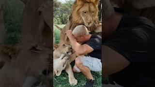 Lion Tackle me #lion #deanschneider #wildlife