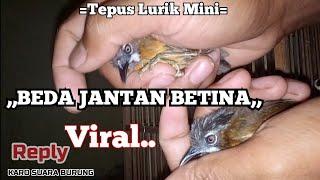 ,Beda Jantan Dan Betina,Review Wambi Lokal ,Viral Di Pramuka, Tepus Lurik Mini, Agar Tak Salah Beli