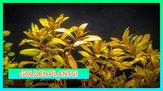 NESAEA GOLDEN, AMMANIA SENEGALENSIS, AMMANIA GRACILIS  - STEM AQUARIUM PLANT GUIDE