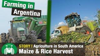 Maize & Rice Harvesting in Argentina | Agriculture in South America Documentary | www.farmworld.tv