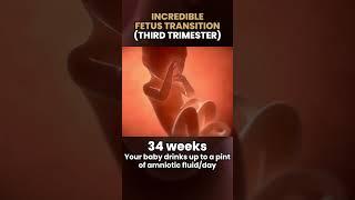  INCREDIBLE FETUS GROWTH (3rd Trimester) #shorts