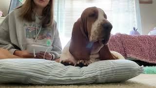 The Pros and Cons of a Basset Hound! 