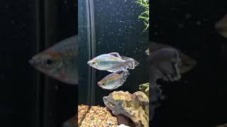 Congo tetras full grown