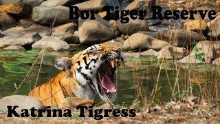 Katrina Tigress | Bor Tiger Reserve | Discover Wild India